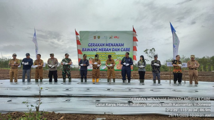 DKPPTPH Kabupaten Tabalong Dukung Petani Hortikultura Dengan Gerakan Menanam Bawang Merah dan Cabai 