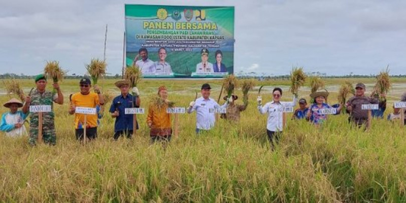 Bukti Sukses Pelatihan & Pendampingan BPPSDMP Kementan, Panen Nusantara di Food Estate Kalteng Hasilkan 5,2 Ton/Ha
