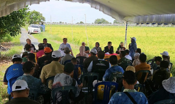 BPPSDMP Kementan Tingkatkan Produktivitas Pertanian dengan Optimalisasi Lahan Rawa di Barito Kuala